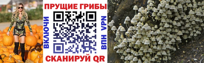 Галлюциногенные грибы Psilocybine cubensis  что такое   Приволжский 